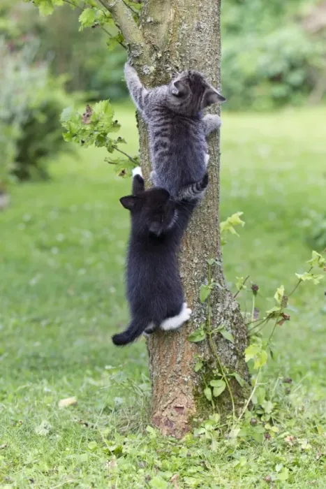Framed Print : Cat - two kittens climbing tree trunk - Lower Saxony - Germany Framed Print : Cat - two kittens climbing tree trunk - Lower Saxony - Germany