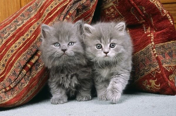 Cat Kittens on cushions