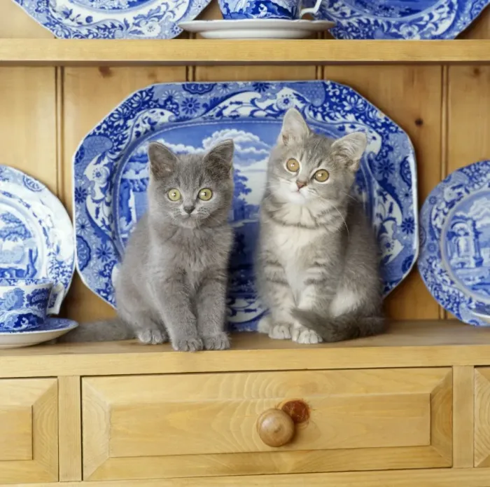 Framed Print : Cat - kittens on dresser Framed Print : Cat - kittens on dresser