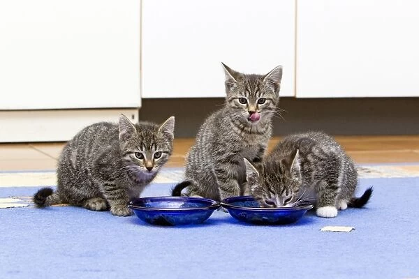 Cat - three kittens feeding in kitchen - Lower Saxony - Germany