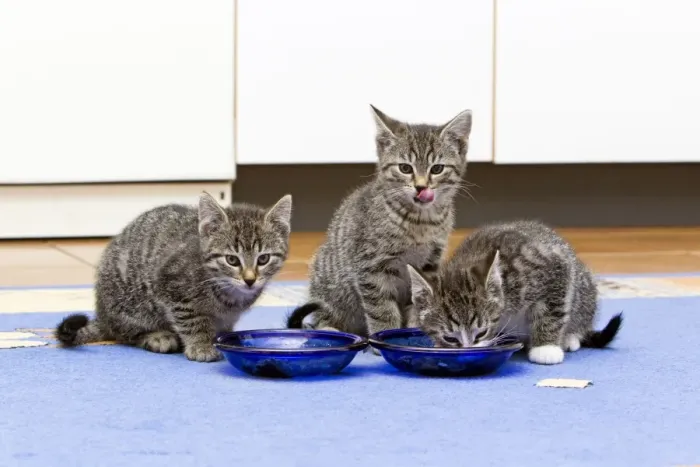Framed Print : Cat - three kittens feeding in kitchen - Lower Saxony - Germany Framed Print : Cat - three kittens feeding in kitchen - Lower Saxony - Germany