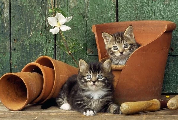 Cat - two kittens in flowerpot