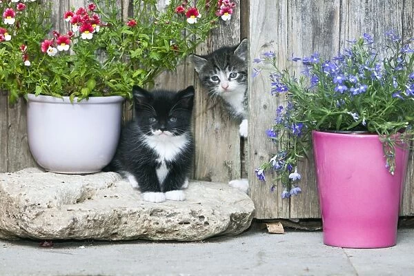 Cat - two kittens in front of garden shed - Lower Saxony - Germany
