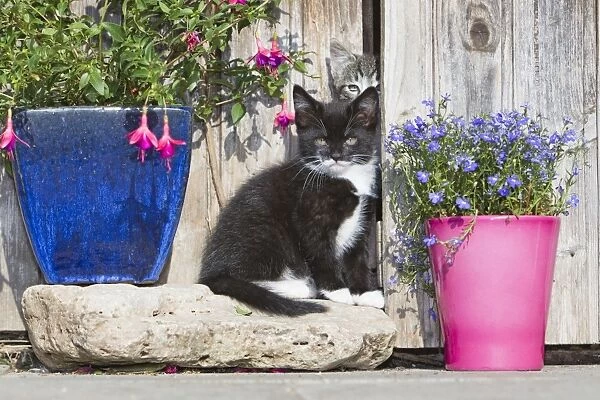 Cat - two kittens beside garden shed - Lower Saxony - Germany