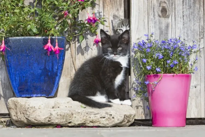 Framed Print : Cat - two kittens beside garden shed - Lower Saxony - Germany Framed Print : Cat - two kittens beside garden shed - Lower Saxony - Germany