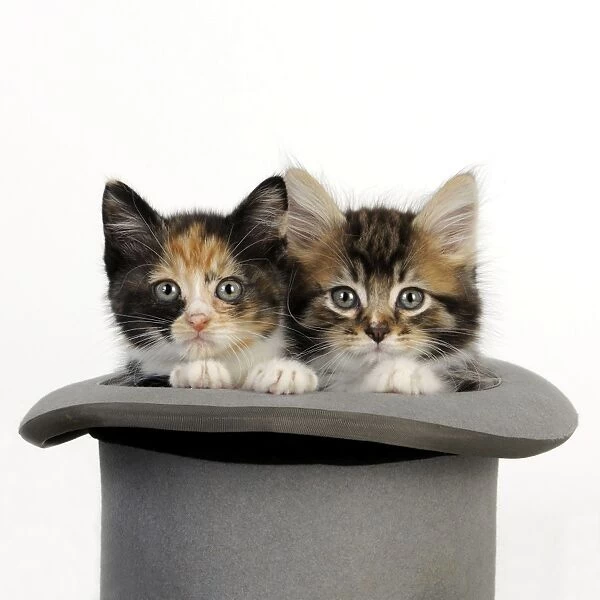 Cat. Kittens in top hat
