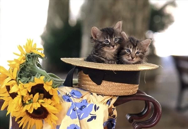 Cat Kittens In hat