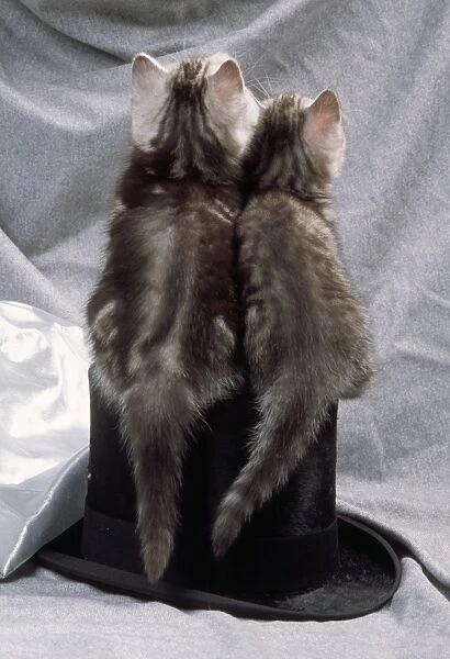 Cat - kittens on top hat