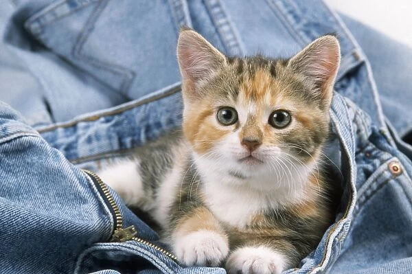 Cat - kittens in jeans