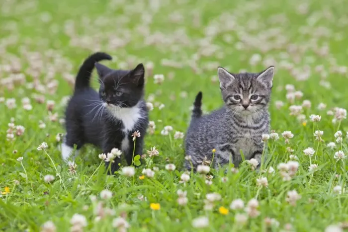 Framed Print : Cat - two kittens on lawn - Lower Saxony - Germany Framed Print : Cat - two kittens on lawn - Lower Saxony - Germany
