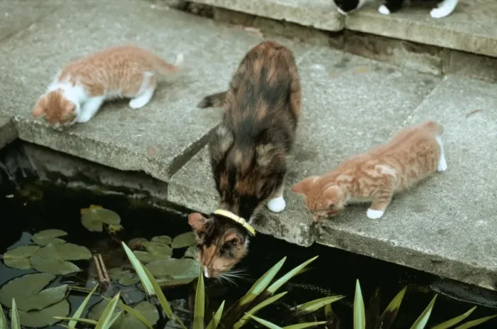 Framed Print : Cat And Kittens Looking Into Garden Pond