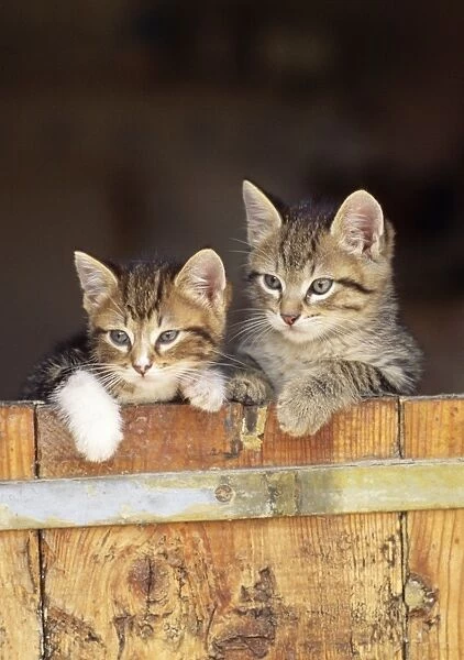 Cat - Kittens looking over gate