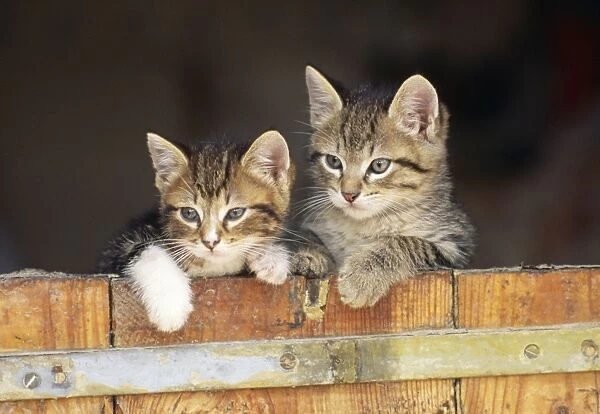 Cat - kittens looking over gate
