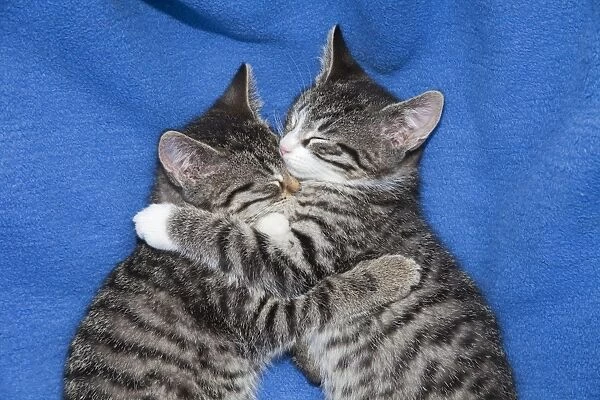 Cat - two kittens lying together asleep on blanket - Lower Saxony - Germany