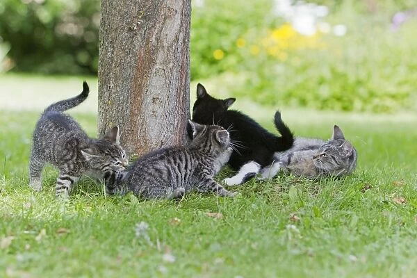 Cat - three kittens and mother playing in garden - Lower Saxony - Germany