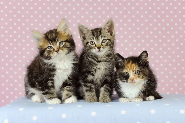Cat - Kittens on pink background