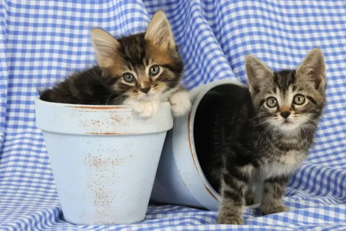 Framed Print : Cat. Kittens in plant pots Framed Print : Cat. Kittens in plant pots