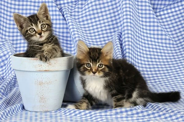Cat. Kittens in plant pots