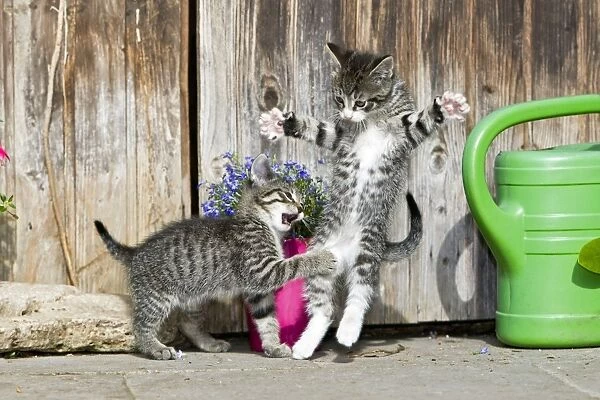 Cat - two kittens play-fighting in front of garden shed - Lower Saxony - Germany