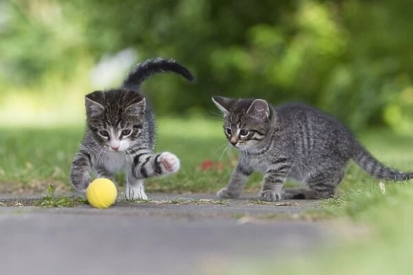 Cat - two kittens playing with ball in garden - Lower Saxony - Germany