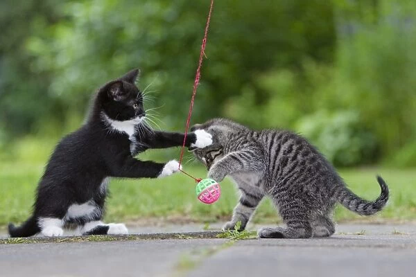 Cat - two kittens playing with bell-ball in garden - Lower Saxony - Germany