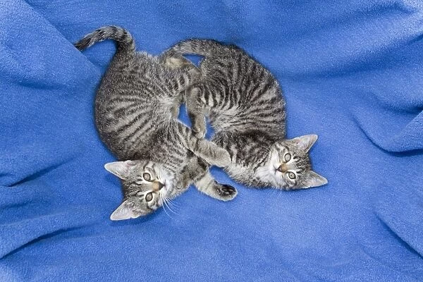 Cat - two kittens playing on blanket - Lower Saxony - Germany