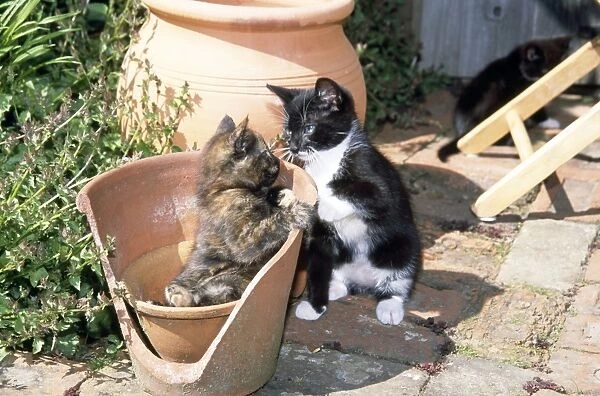 Cat - kittens playing in flowerpot