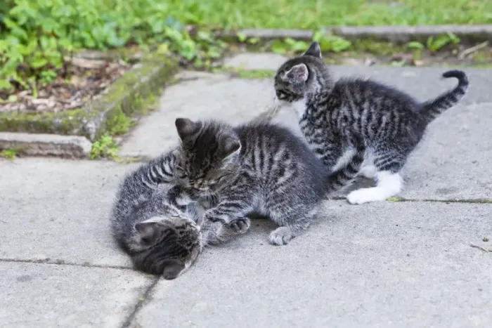 Framed Print : Cat - three kittens playing in garden - Lower Saxony - Germany