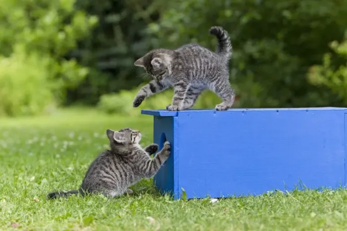 Framed Print : Cat - two kittens playing in garden - Lower Saxony - Germany Framed Print : Cat - two kittens playing in garden - Lower Saxony - Germany