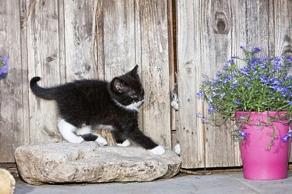 Cat - two kittens playing in garden shed - Lower Saxony - Germany