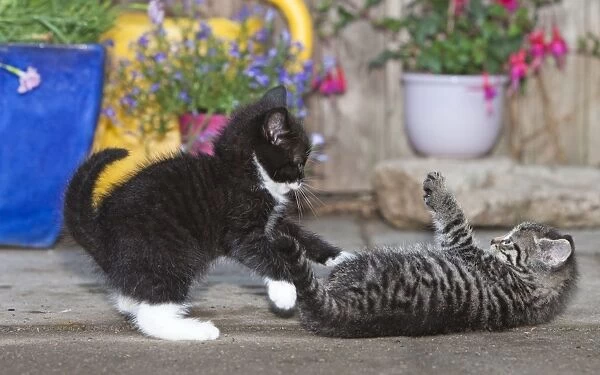 Cat - two kittens playing in front of garden shed - Lower Saxony - Germany