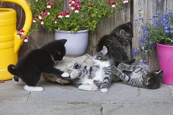 Cat - four kittens playing in front of garden shed - Lower Saxony - Germany