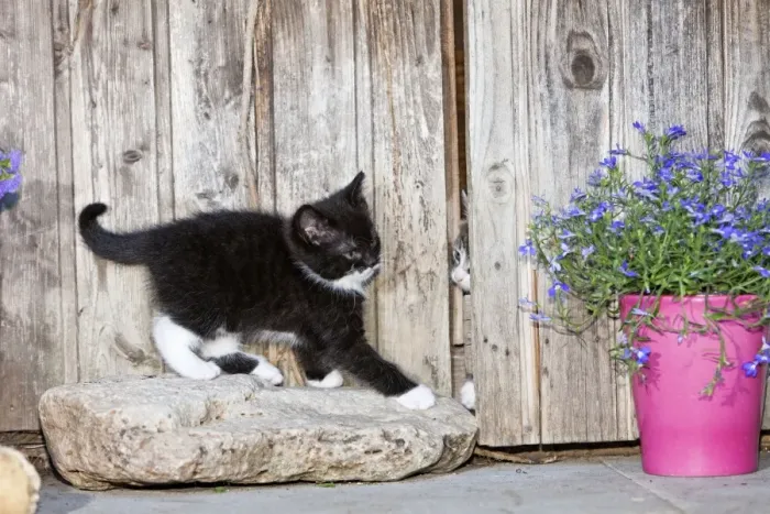 Framed Print : Cat - two kittens playing in garden shed - Lower Saxony - Germany Framed Print : Cat - two kittens playing in garden shed - Lower Saxony - Germany