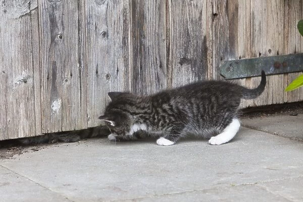 Cat - two kittens playing hide-and-seek at garden shed - Lower Saxony - Germany