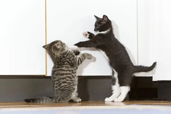 Cat - two kittens playing in kitchen - Lower Saxony - Germany