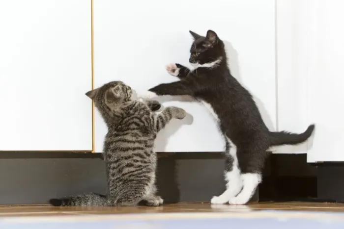 Framed Print : Cat - two kittens playing in kitchen - Lower Saxony - Germany Framed Print : Cat - two kittens playing in kitchen - Lower Saxony - Germany