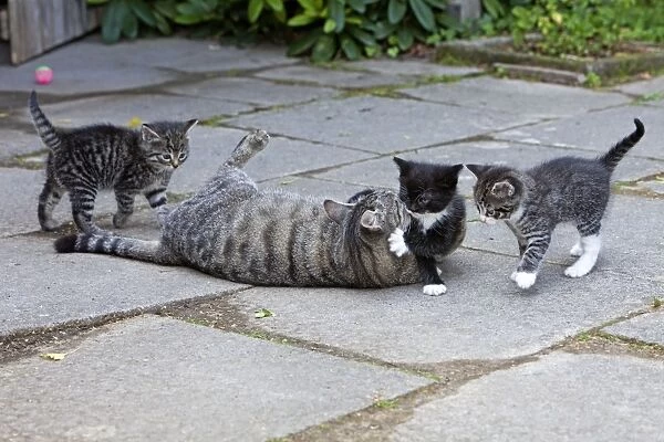 Cat - three kittens playing with mother in garden - Lower Saxony - Germany