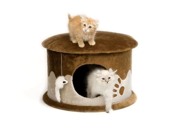 Cat - Kittens playing with pet house