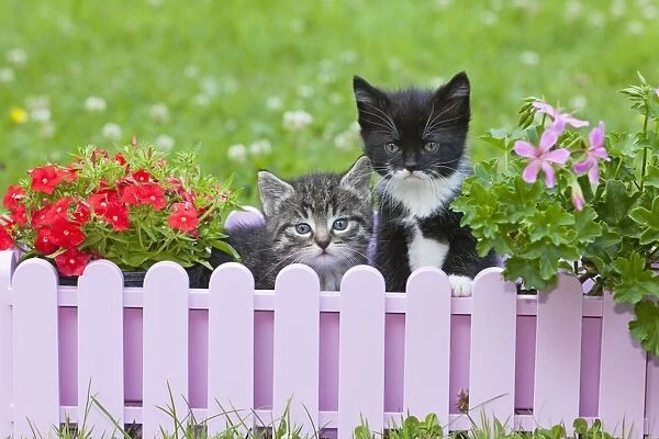 Cat - two kittens playing in plant pot holder - on lawn - Lower Saxony - Germany
