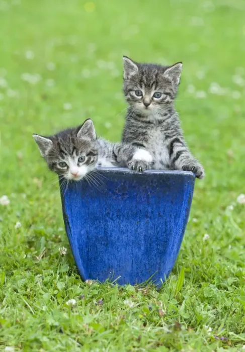 Framed Print : Cat - two kittens playing in plant pot on lawn - Lower Saxony - Germany Framed Print : Cat - two kittens playing in plant pot on lawn - Lower Saxony - Germany