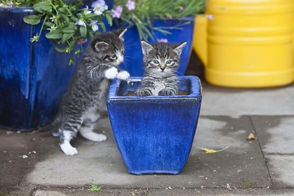 Cat - two kittens playing in plant pot - outdoors - Lower Saxony - Germany