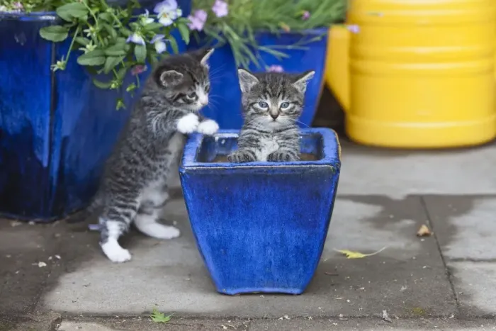 Framed Print : Cat - two kittens playing in plant pot - outdoors - Lower Saxony - Germany Framed Print : Cat - two kittens playing in plant pot - outdoors - Lower Saxony - Germany