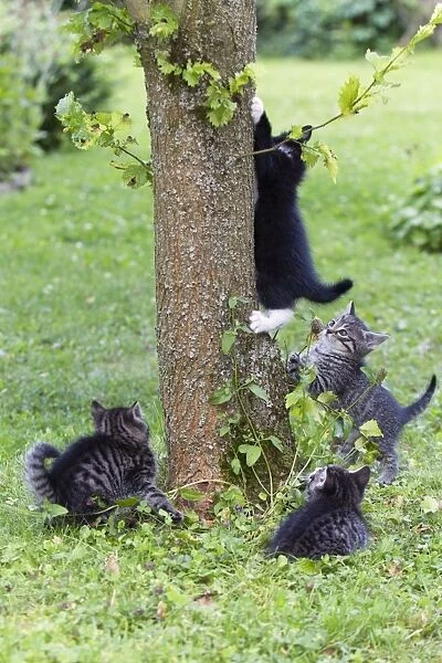 Cat - four kittens playing around tree trunk - Lower Saxony - Germany