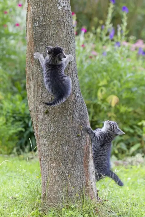Framed Print : Cat - two kittens playing on tree trunk - Lower Saxony - Germany Framed Print : Cat - two kittens playing on tree trunk - Lower Saxony - Germany