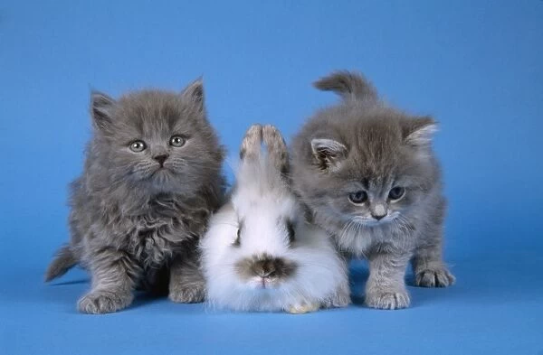 Cat - kittens with Rabbit
