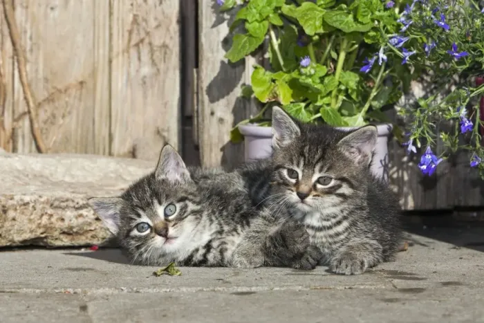 Framed Print : Cat - two kittens resting in front of garden shed - Lower Saxony - Germany Framed Print : Cat - two kittens resting in front of garden shed - Lower Saxony - Germany
