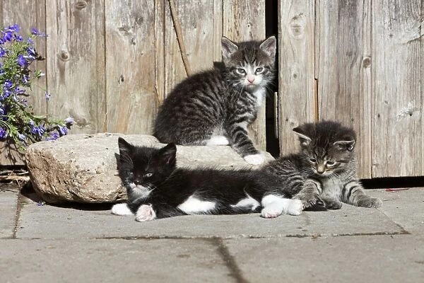 Cat - three kittens resting in the sun - in front of garden shed - Lower Saxony - Germany