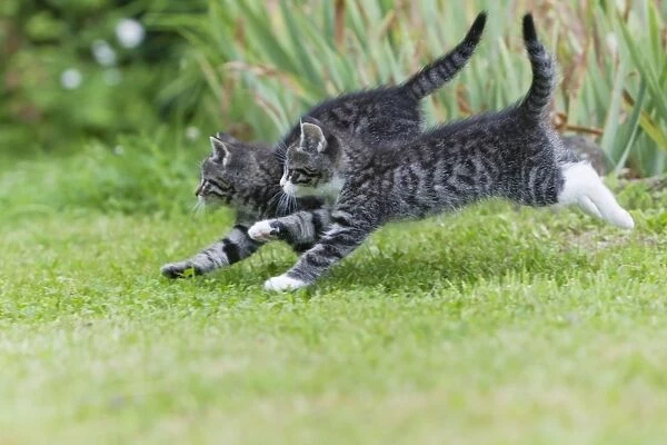 Cat - two kittens running through garden - Lower Saxony - Germany