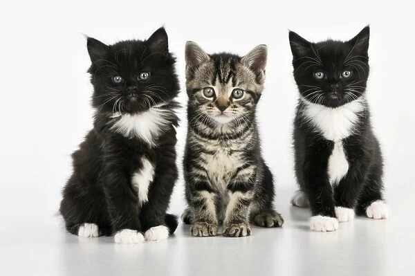 CAT. Kittens sitting together