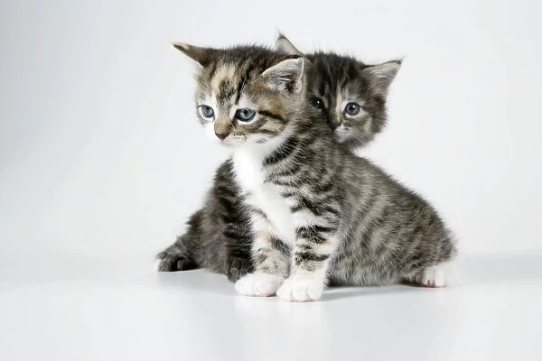 Cat - Two kittens sitting together